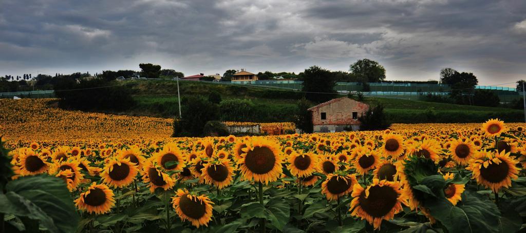 Casale Il Cerqueto Bed and Breakfast San Severino Marche Eksteriør billede