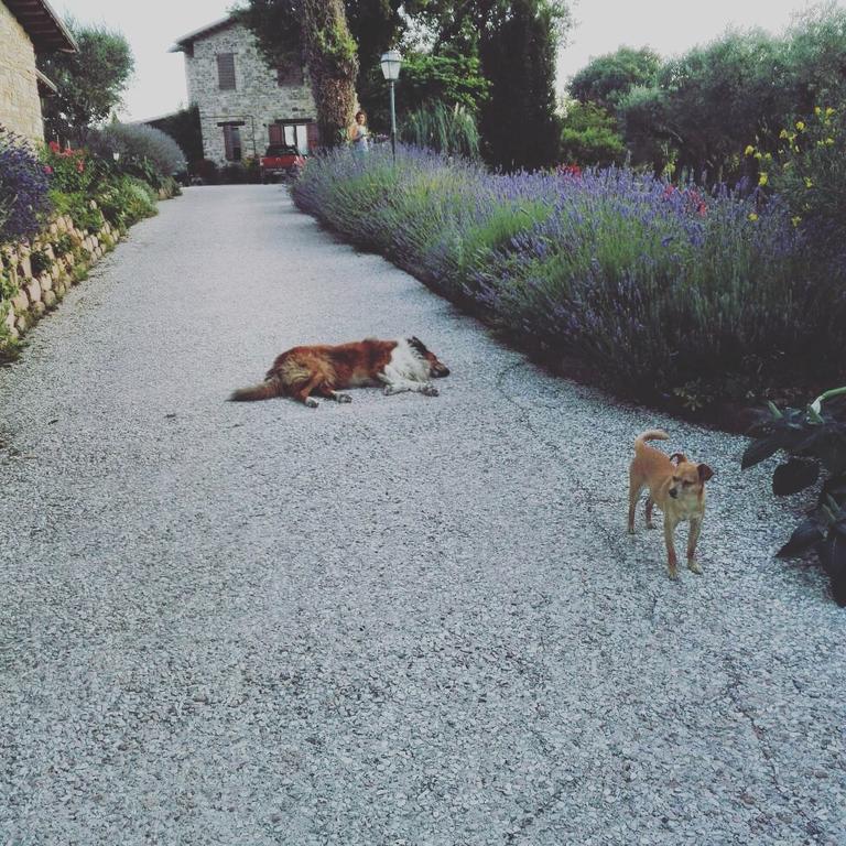 Casale Il Cerqueto Bed and Breakfast San Severino Marche Eksteriør billede